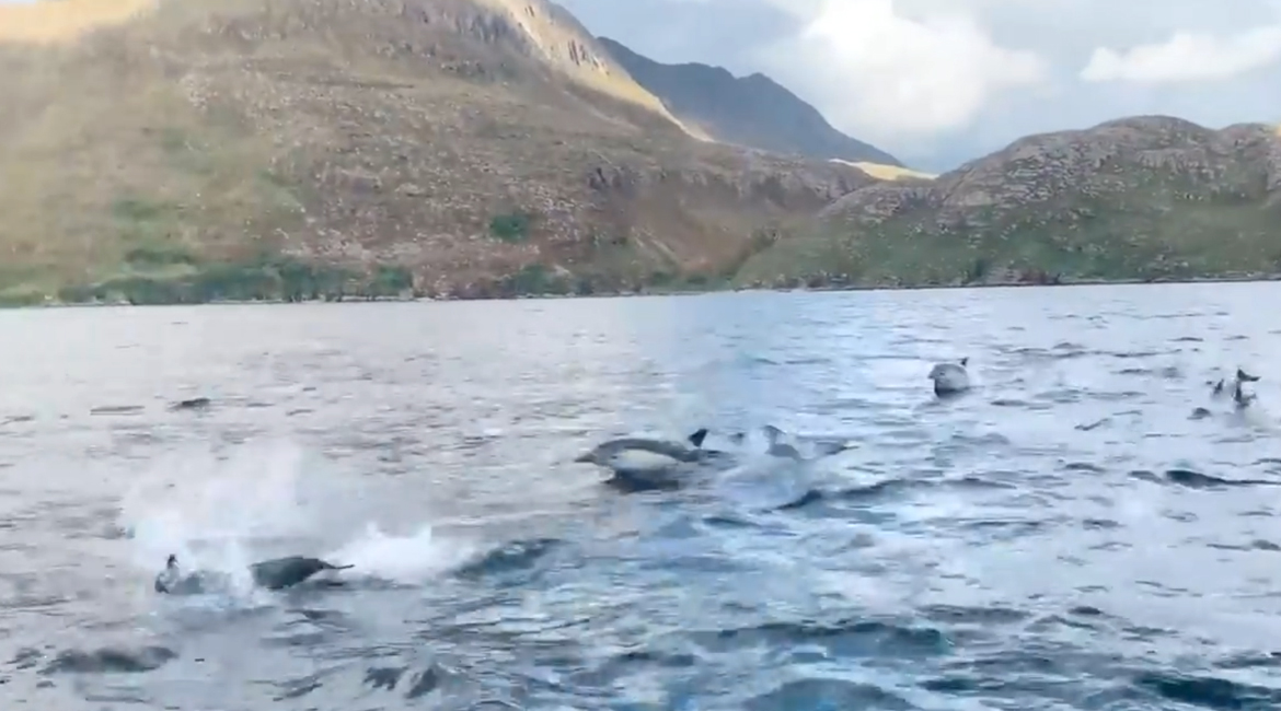 Our dolphin sighting in Ross-shire Journal
